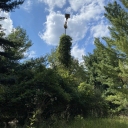 Thunderbolt tree